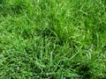 The texture of a green juicy spring-summer grass with small blue flowers between leaves - top view Royalty Free Stock Photo