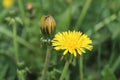 Texture green juicy tall grass with yellow dandelion Royalty Free Stock Photo