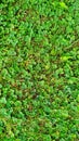 Texture of green lawn grass and clover Royalty Free Stock Photo