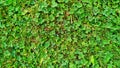 Texture of green lawn grass and clover. banner Royalty Free Stock Photo