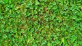 Texture of green lawn grass and clover. banner