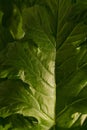 Texture of the green leaf of Acanthus mollis Royalty Free Stock Photo