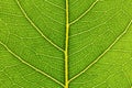 Texture of a green leaf as background. close up Royalty Free Stock Photo