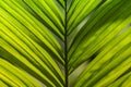 Reen leaf as background Royalty Free Stock Photo