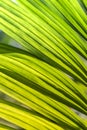 Reen leaf as background Royalty Free Stock Photo