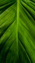 texture green leaf background detail pattern Royalty Free Stock Photo