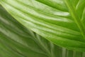 Texture green leaf copy space background. Selective soft focus Royalty Free Stock Photo