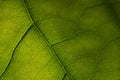 texture of green leaf Royalty Free Stock Photo