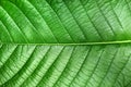 Texture of green leaf of Magnoliopsida plant type for background Royalty Free Stock Photo