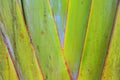 Texture of Green Leaf of Palm Tree for Natural Abstract Background Royalty Free Stock Photo