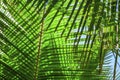 Texture of Green Leaf of Palm Tree for Natural Abstract Background Royalty Free Stock Photo