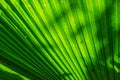 Texture of Green Leaf of Palm Tree for Natural Abstract Background. Royalty Free Stock Photo