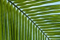 Texture of Green Leaf of Palm Tree for Natural Abstract Background Royalty Free Stock Photo