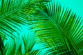 Texture of Green Leaf of Palm Tree for Natural Abstract Background Royalty Free Stock Photo