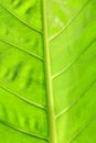 Texture of Green Leaf of Palm Tree for Natural Abstract Background Royalty Free Stock Photo