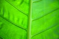 Texture of Green Leaf of Palm Tree for Natural Abstract Background Royalty Free Stock Photo