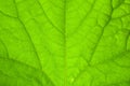 Texture of green leaf veins, close up Royalty Free Stock Photo