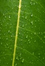 Texture of green leaf veins with water drops Royalty Free Stock Photo