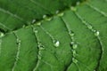 Texture of green leaf with water drops as background, macro Royalty Free Stock Photo