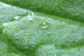 Texture of green leaf with water drops as background, macro view Royalty Free Stock Photo