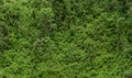 Texture of green leaves in a dense rainforest