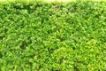 The Texture green leaves small , Background tree leaves , Royalty Free Stock Photo