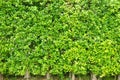 The Texture green leaves small , Background tree leaves , Royalty Free Stock Photo