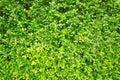 The Texture green leaves small , Background tree leaves , Royalty Free Stock Photo