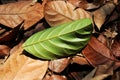 Texture of green leaves on top of dried brown leaves