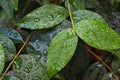 Texture of green leaves wet by rain Royalty Free Stock Photo