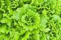 The texture of the green lettuce Royalty Free Stock Photo