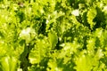 Texture of lettuce leaves in garden bed Royalty Free Stock Photo