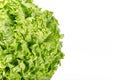 Texture of spring green lettuce leaves isolated on a white background Royalty Free Stock Photo