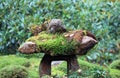 Texture of green lichen moss on the rock in the garden.