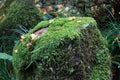 Texture of green lichen moss on the rock in the garden.