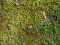 Texture green moss Royalty Free Stock Photo