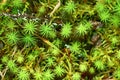 Texture of green moss Royalty Free Stock Photo