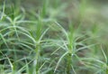 texture green moss Bryophyta Royalty Free Stock Photo