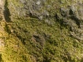 Texture of green moss on a gray stone. Royalty Free Stock Photo