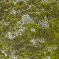 Texture of green moss growing on stone Royalty Free Stock Photo