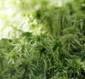 texture green moss Sphagnum Bryophyta Royalty Free Stock Photo