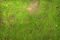Texture of green moss on stone wall background Royalty Free Stock Photo