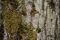 Texture green moss on tree bark Royalty Free Stock Photo