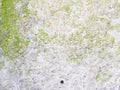 Texture of green moss on a white stucco wall Royalty Free Stock Photo