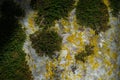 Texture of green moss and yellow lichens on stone