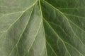 Texture of green natural leaf, clearly visible streaks Royalty Free Stock Photo