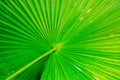 Texture Green palm Leaf Royalty Free Stock Photo