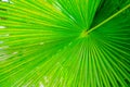 Texture Green palm Leaf Royalty Free Stock Photo