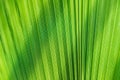 The texture of the green palm leaf on the lumen