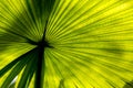 Texture Green Palm Leaf And Shadow, Abstract Background Royalty Free Stock Photo